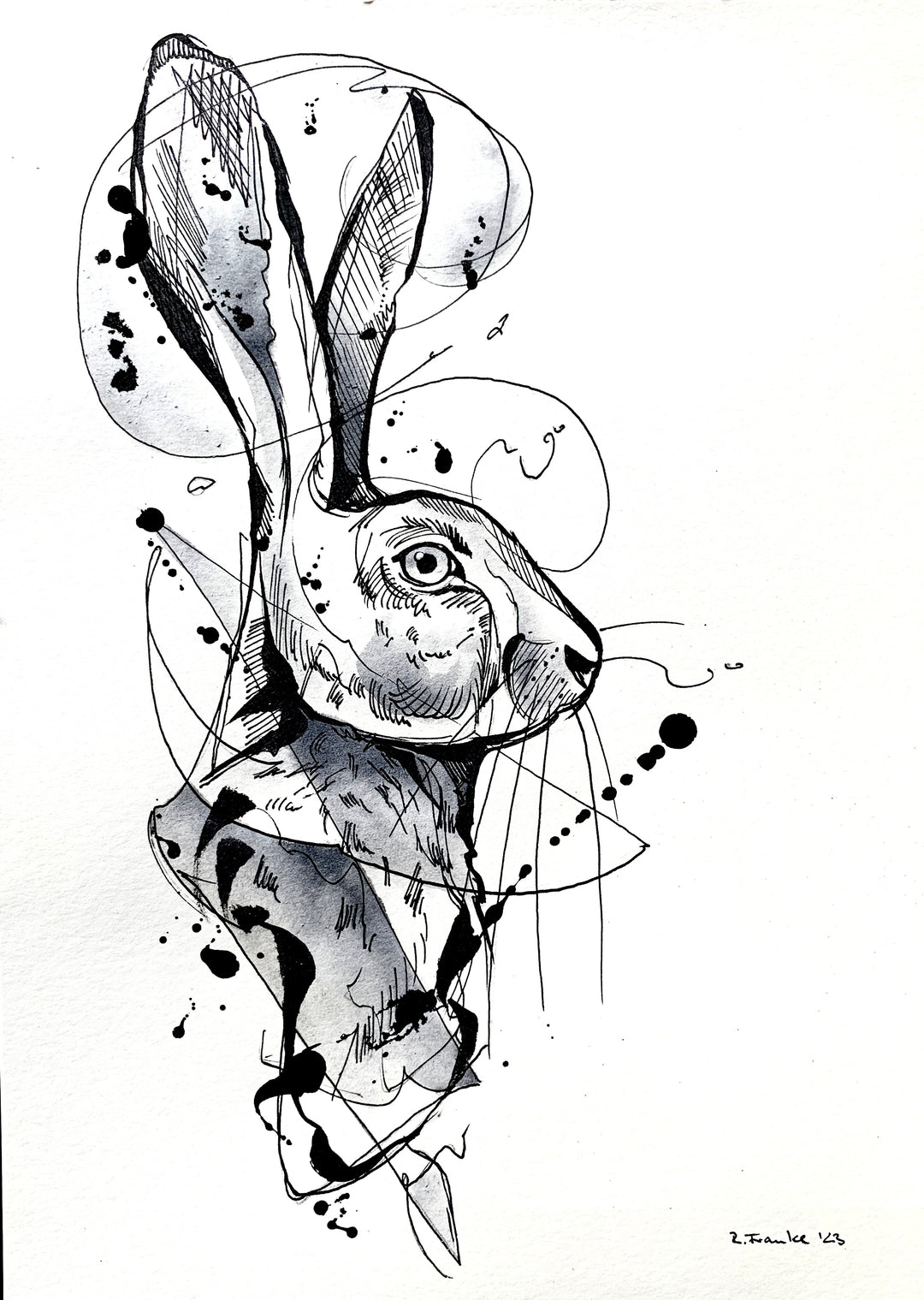 Hase